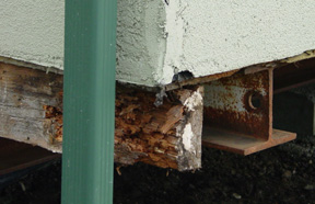 wood rot